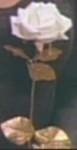Rosa camaleonte