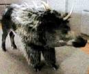 targ