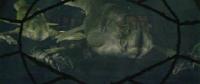 Xindi Acquatico